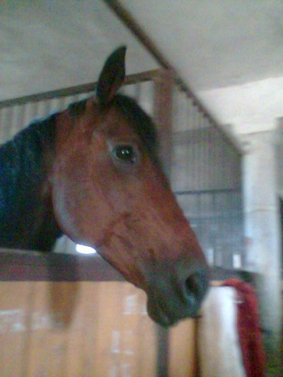 Obrazek